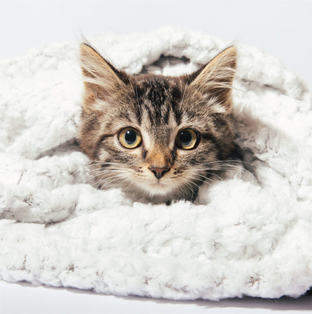 centre vétérinaire à Montréal