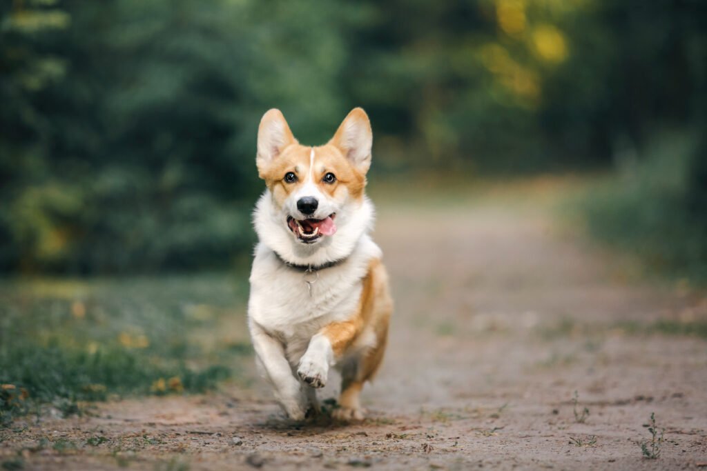 Chien courant dans un parc Stérilisation animaux Montréal Prévention reproduction