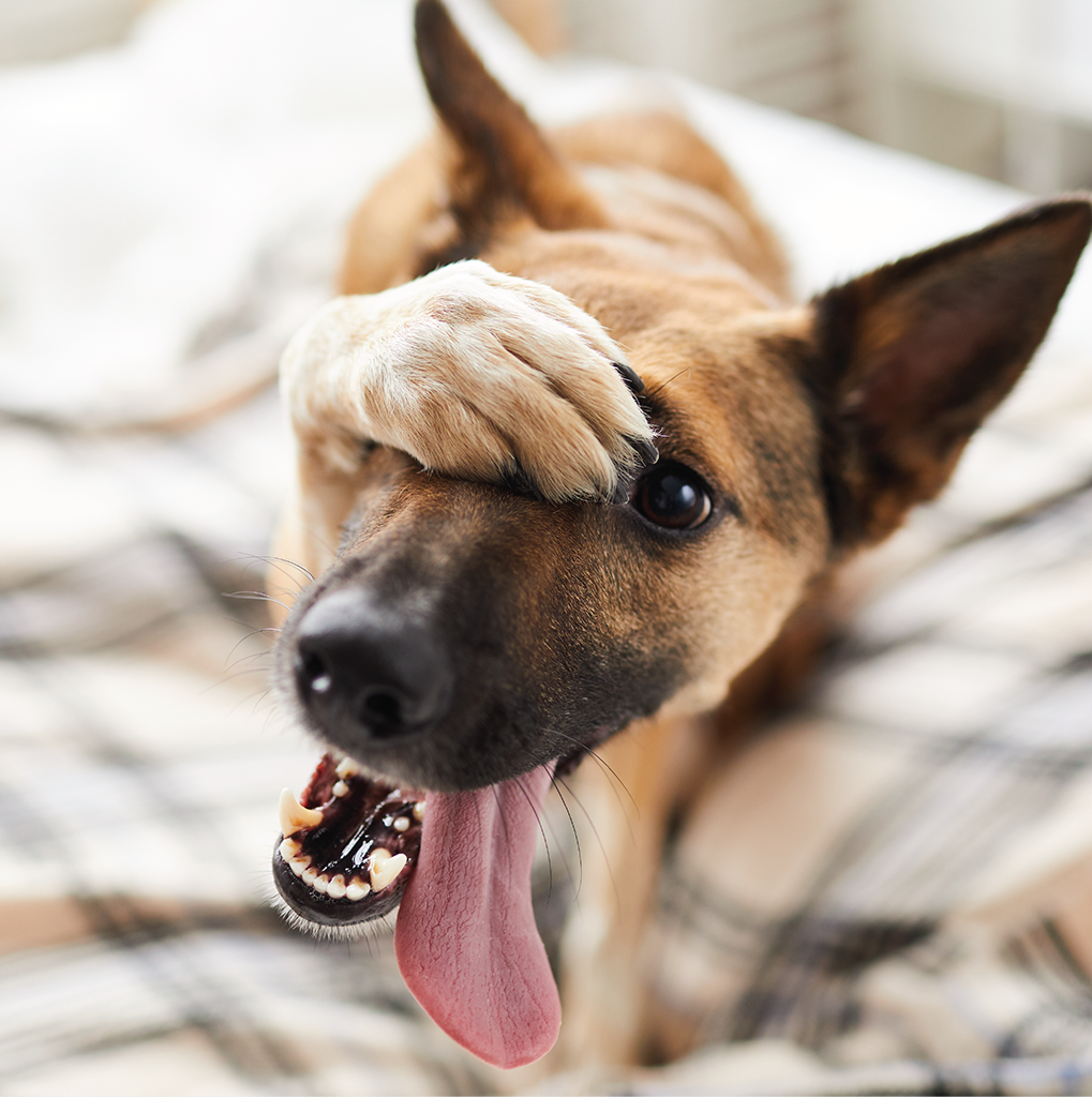 Veterinary center in Montreal