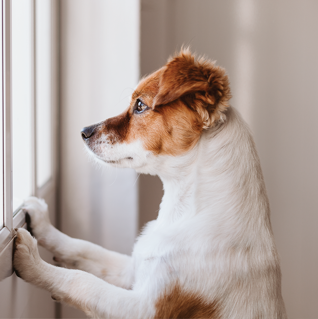 centre vétérinaire à Montréal