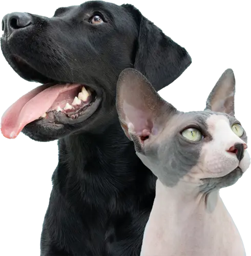 Dog and cat posing together | Griffintown Veterinary – Veterinary Medicine