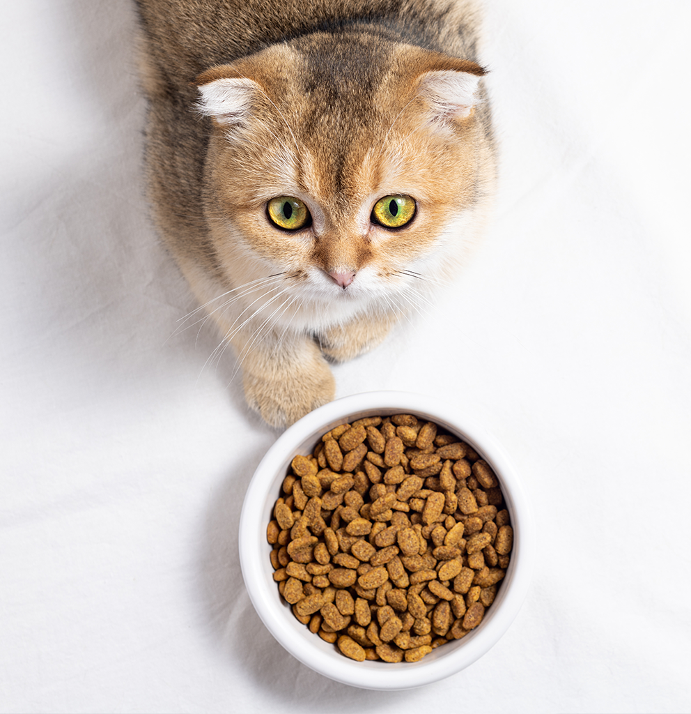 Chat regardant un bol de nourriture, diète animale et obésité à Montréal.