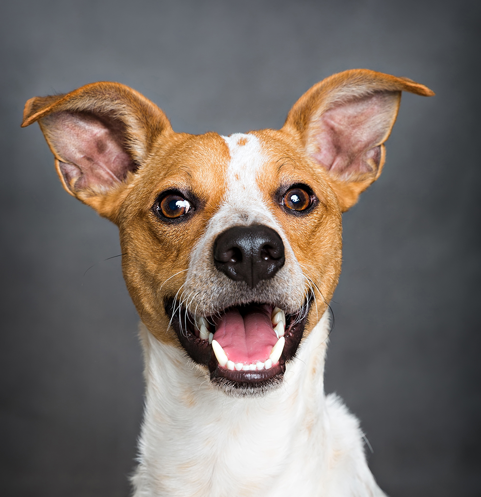 Chien en consultation à une clinique vétérinaire à Griffintown, Montréal.