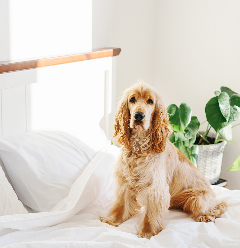 Chien assis sur un lit dans une pièce lumineuse Soins animaux Montréal Bien-être et santé canine