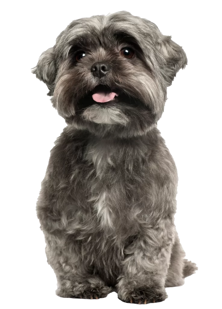 centre vétérinaire à Montréal