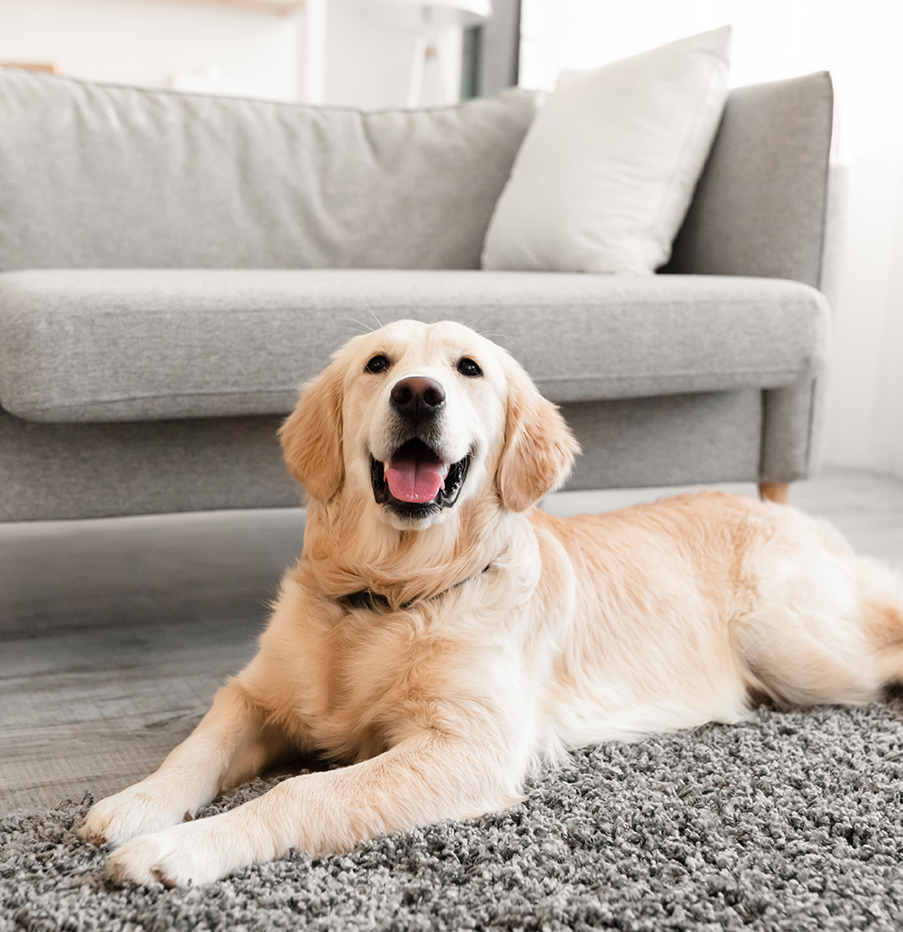 Chien roux posé sur un canapé Clinique vétérinaire Montréal Relaxation animale
