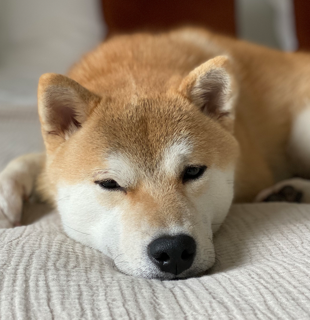 Shiba Inu endormi, soins compassionnels et euthanasie à domicile à Montréal.