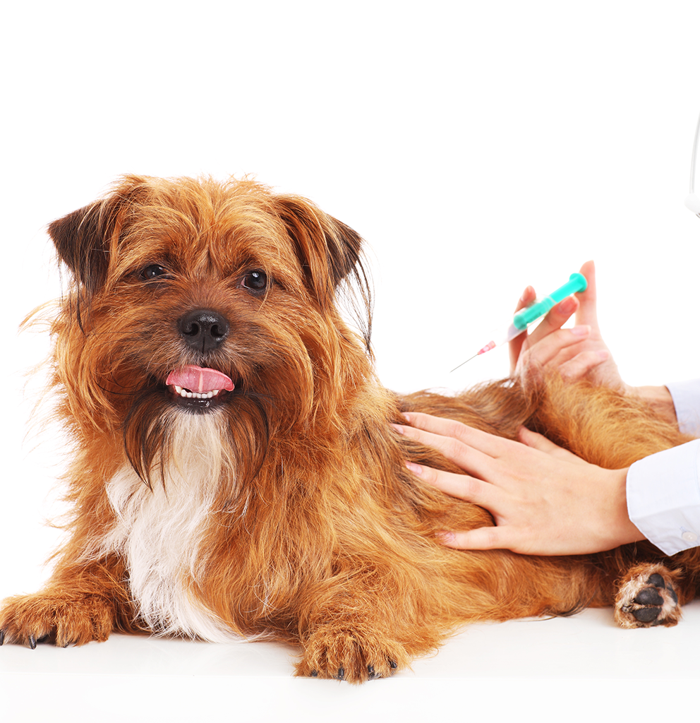 Petit chien recevant des soins Dentisterie animale Détartrage chien