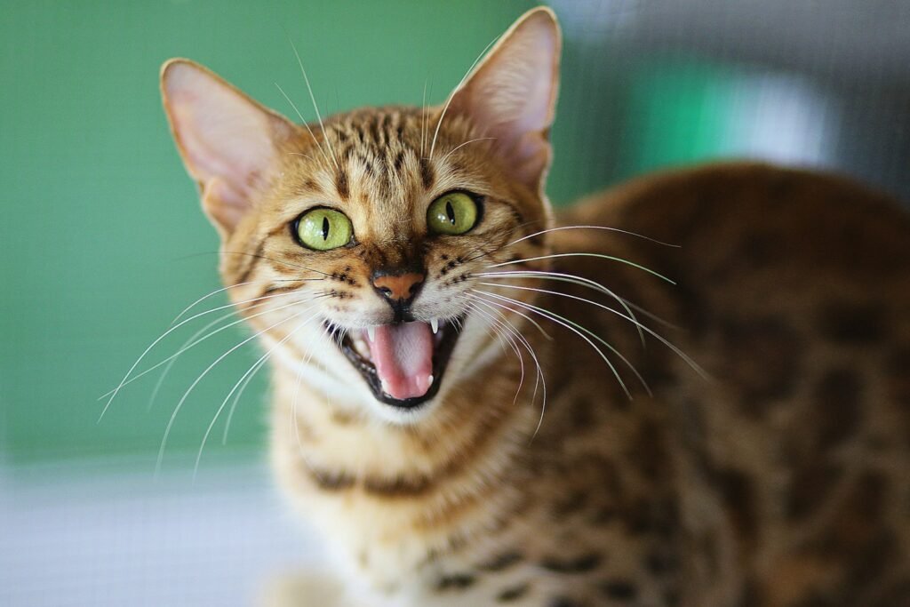 Expressive cat in a natural setting | Veterinary Clinic Montreal – Animal Health