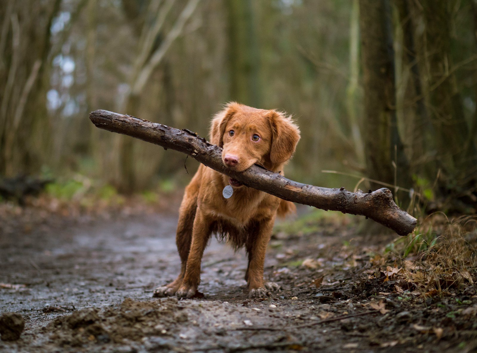 Dog carrying firewood in the forest, symbolizing outdoor activities and promoting wellness for pets at Vetclub Montreal