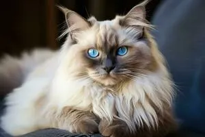 microchip cat
