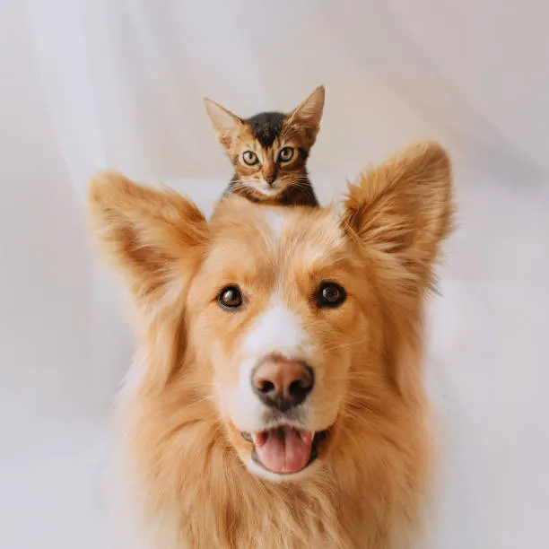 micropuce chien et chat