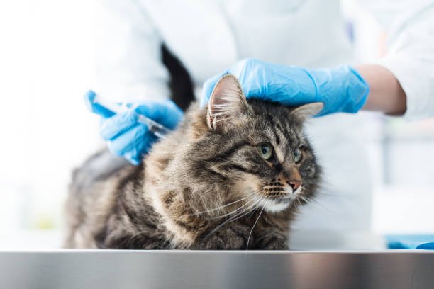 adopting a cat
