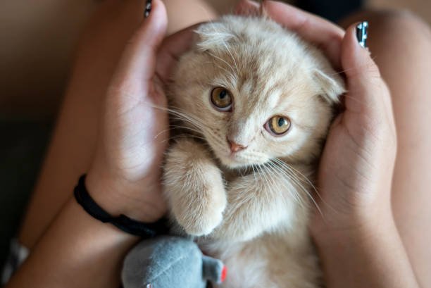 adopting a cat