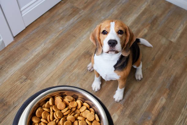 dog diet