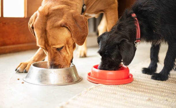 dog diet